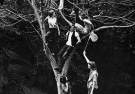 A black and white photo circa 1970s with students in period clothing climbing an enormous tree.